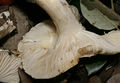 Hygrophorus arbustivus